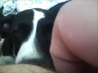 Fat woman acquires head from dog